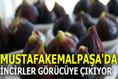 Mustafakemalpaşa'da incirler görücüye çıkıyor