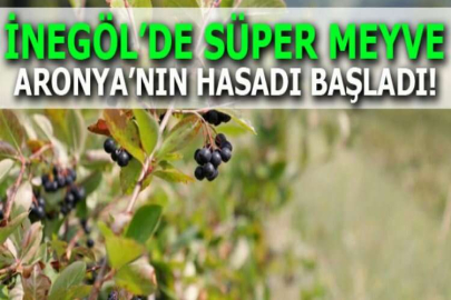 İnegöl’de Süper Meyve Aronya’nın Hasadı Başladı