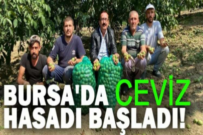 Bursa'da ceviz hasadı başladı