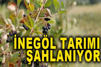 İnegöl tarımı şahlanıyor