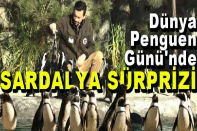 Dünya Penguen Günü'nde sardalya sürprizi
