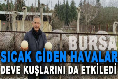 Sıcak giden havalar deve kuşlarını da etkiledi