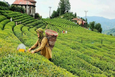 Rize Fındıklı ilçesinde 34.185 m² çay bahçesi ve üzerindeki taşınmazlar icradan satılıktır