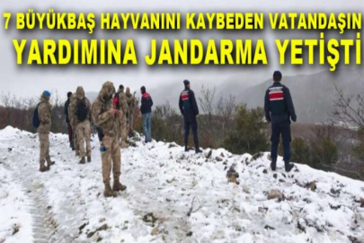 7 büyükbaş hayvanını kaybeden vatandaşın yardımına jandarma yetişti