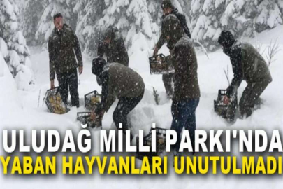 Uludağ Milli Parkı'nda yaban hayvanları unutulmadı