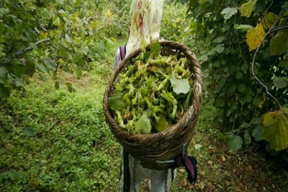 Ordu İkizce'de mahkemeden satılık kargir ev ve 4123 m² fındık bahçesi (çoklu satış)