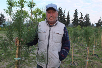 Balıkesirli işletmeciden Kanal İstanbul için fıstıkçamı üretimi