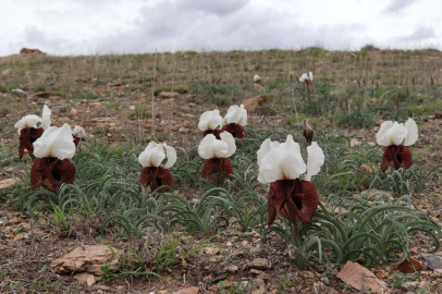 Doğada ot bitmeden kurt kulağı çiçekleri açtı