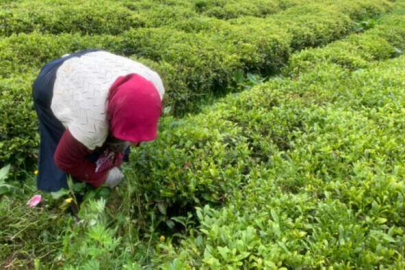 Doğu Karadeniz’de çay hasadı dönemi yaklaşıyor
