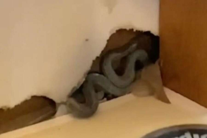 Aldığı ev yılanların yuvası çıktı!