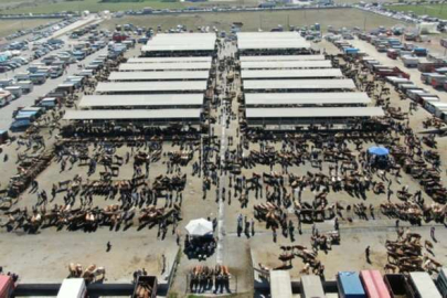 Türkiye'nin en büyük hayvan pazarı yeniden açıldı