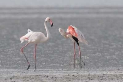 Göle gelen binlerce flamingo renkli görüntüler oluşturdu