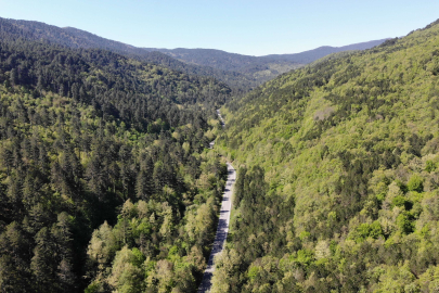 Kazdağları yeşilin binbir tonuna ev sahipliği yapıyor