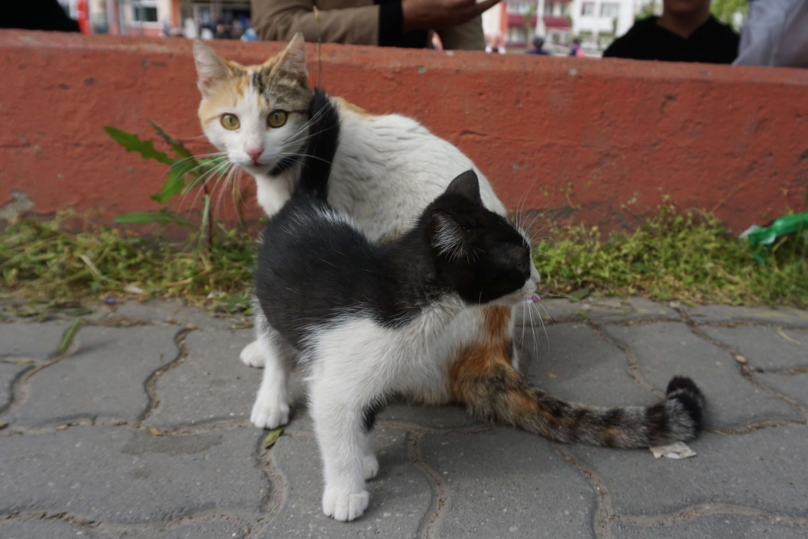 Yavru kediyi annesine kavuşturmak için ağaca tırmandı