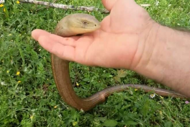 Herkesin yılan sandığı oluklu kertenkeleyi eliyle yakalayıp sevdi