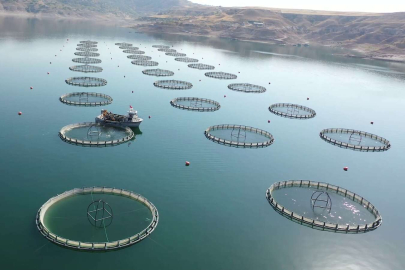 Türkiye, alabalık üretiminde İran'ın ardından dünya 2'ncisi