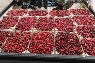 Bursa'da yılın ilk kiraz hasadı