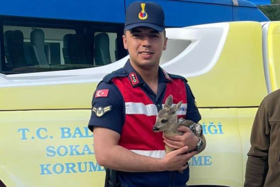 Karaca yavrusu jandarma tarafından Milli parka teslim edildi