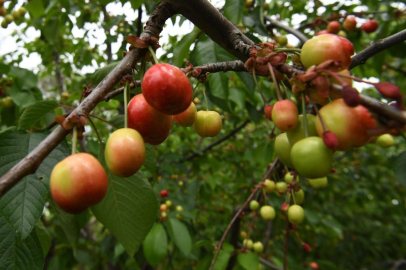 Lapseki kirazına sayılı günler kaldı