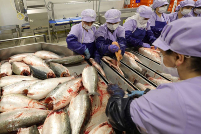 Trabzon’da somon hasadına başlandı