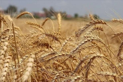 Artan yağışlar sebebiyle buğdayda rekolte beklentisi yükseldi