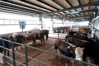 Bursa'da hayvan pazarına ilk kurbanlıklar geldi