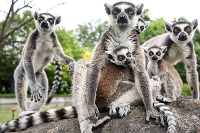 Bursa Hayvanat Bahçesi 'nin yeni misafir Madagaskarları