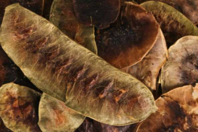 Yağ yakan ot diye biliniyor! Her gün 1 bardak içen eritiyor...