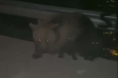 Bursa'da gezmeye gittiler! Anayola inen ayının saldırısına uğradılar