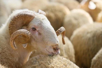 Bursa'ya ilk kurbanlıklar gelmeye başladı