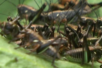 Muş'ta çekirge alarmı!