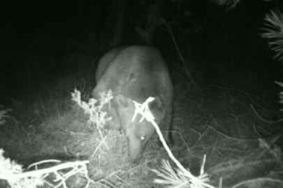 Çadırın yanına ayı geldi, korku dolu anlar yaşandı