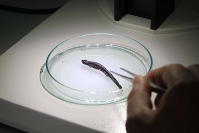 Kafkas Semenderi için sevindirici haber