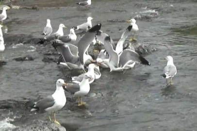 Sakat martının yaşam mücadelesi