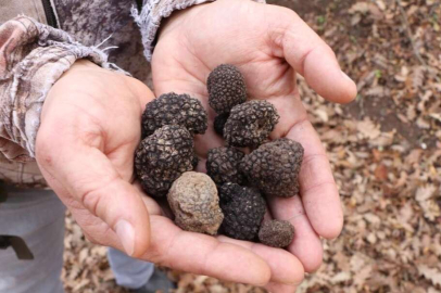 Tıbbi ve aromatik bitkiler köylünün geçim kaynağı oluyor