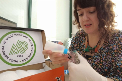 Çimleri keserken dikkat!Bursa'da çim biçerken kirpileri fark etmedi! 3 kirpi yaralı