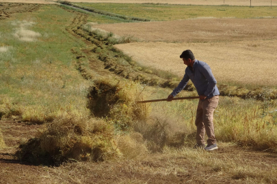 Kırmızı mercimekte son yılların en bereketli hasadı yaşandı
