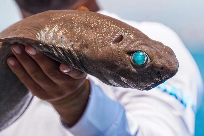 Antalya açıklarında ‘ışık saçan’ köpek balığı oltaya takıldı