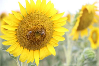 Çukurova'da yağışlar ayçiçeği üreticisine ilaç gibi geldi