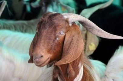 LÖSEV 2023 Kurban Bayramı kampanyasına başladı