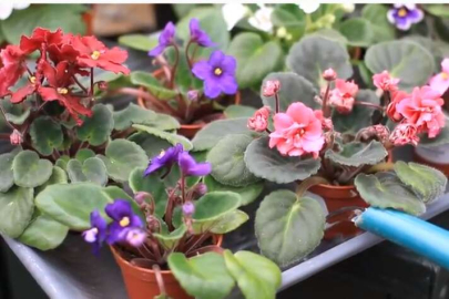 Saksı çiçekleri kaç günde bir sulanmalı