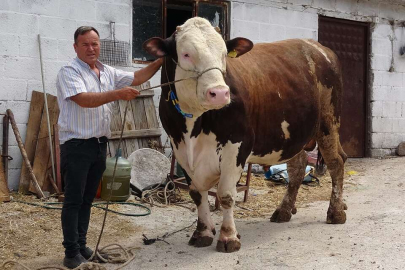 'Paşa' isimli 1.6 tonluk boğa, 210 bin TL'ye satıldı