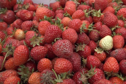 Bursa'da çilek üreticisine şok!Maliyetini karşılamayan çilek tarlada kaldı