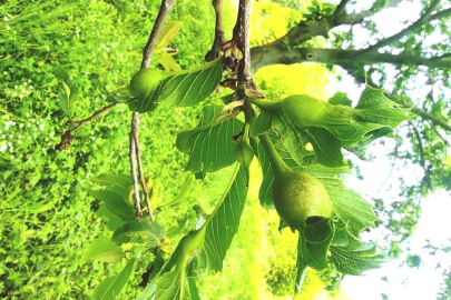 Bursa’da kestane zararlısına karşı geliştirildi! Üretimi düşüren 'Gal Arısı'na karşı biyolojik mücadele...