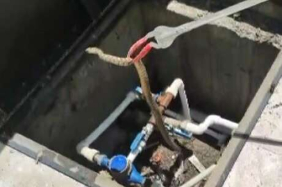 Cami bahçesindeki yılan yakalanarak doğaya salındı