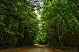 Bursa Valiliği'nden açıklama: Ormanlık alanlara giriş çıkış yasağı duyurusu!