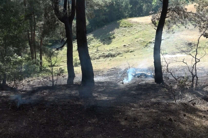Bursa'nın iki ilçesinde orman yangını!