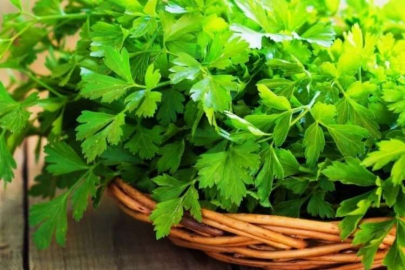 Saksıda maydanoz yetiştirmenin yolları