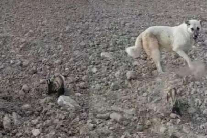 Nesli tükenmek üzere olan alaca sansar orada görüldü