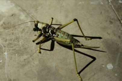 Herkes çekirge sanıyor ama...İşte o sesi çıkaran böcek!